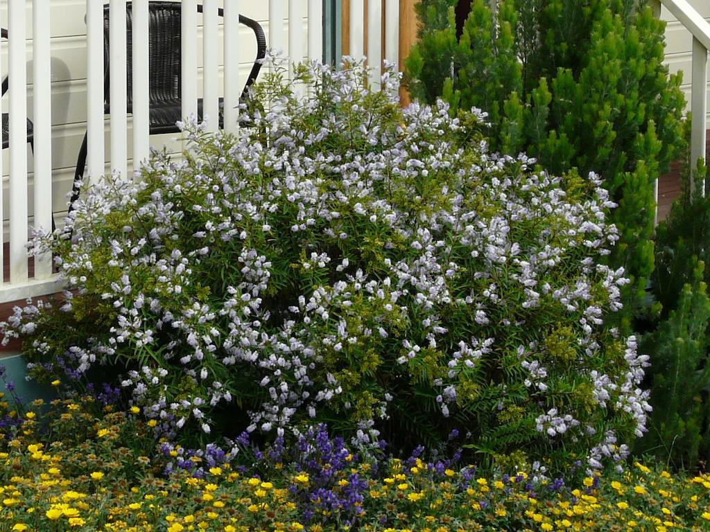 Avoca Cottages Victoria Eksteriør billede